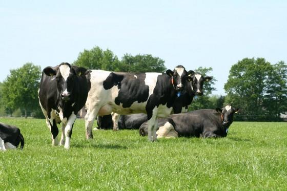 Апартаменты Stal Zwartschaap Stuifzand Экстерьер фото